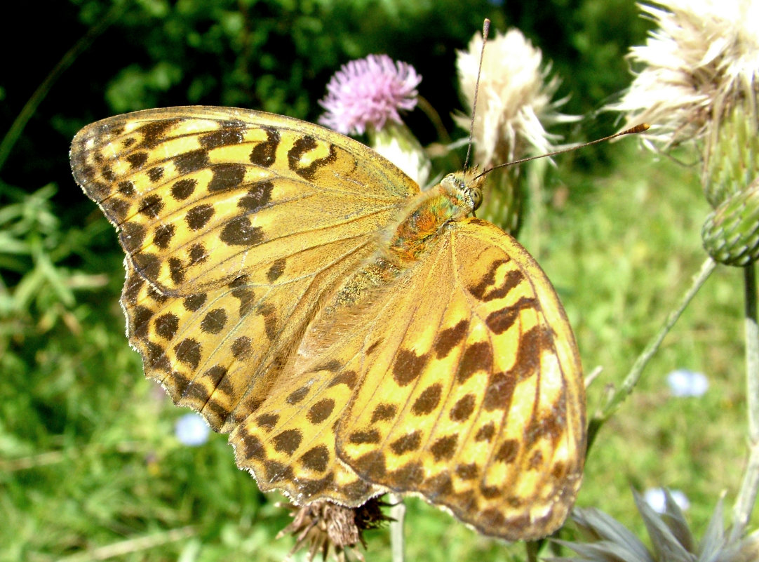 Бабочка Перламутровка полевая (Issoria lathonia L.) - Генрих Сидоренко