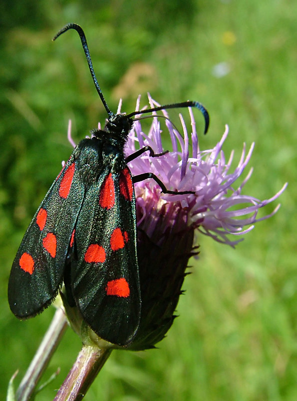 Бабочка Пестрянка клеверная  (Zygaena trifolii) - Генрих Сидоренко