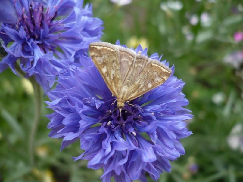 бабочка на цветочке - машенька алексеева
