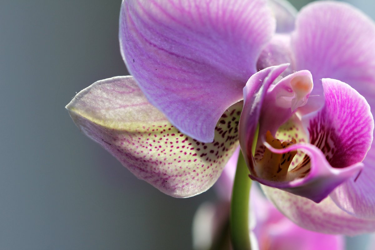 Орхидея - Кира Пушечкина