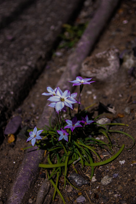 On the  ground - Nina Uvarova