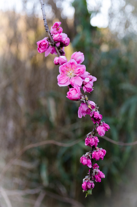 Sprig of plum - Nina Uvarova