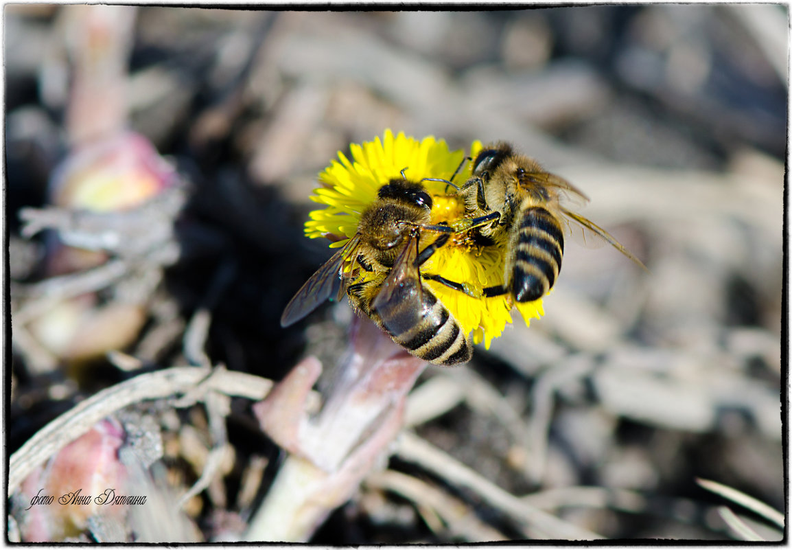 Пчёлы...вот она, настоящая ВЕСНА!!! - Anna Dyatchina