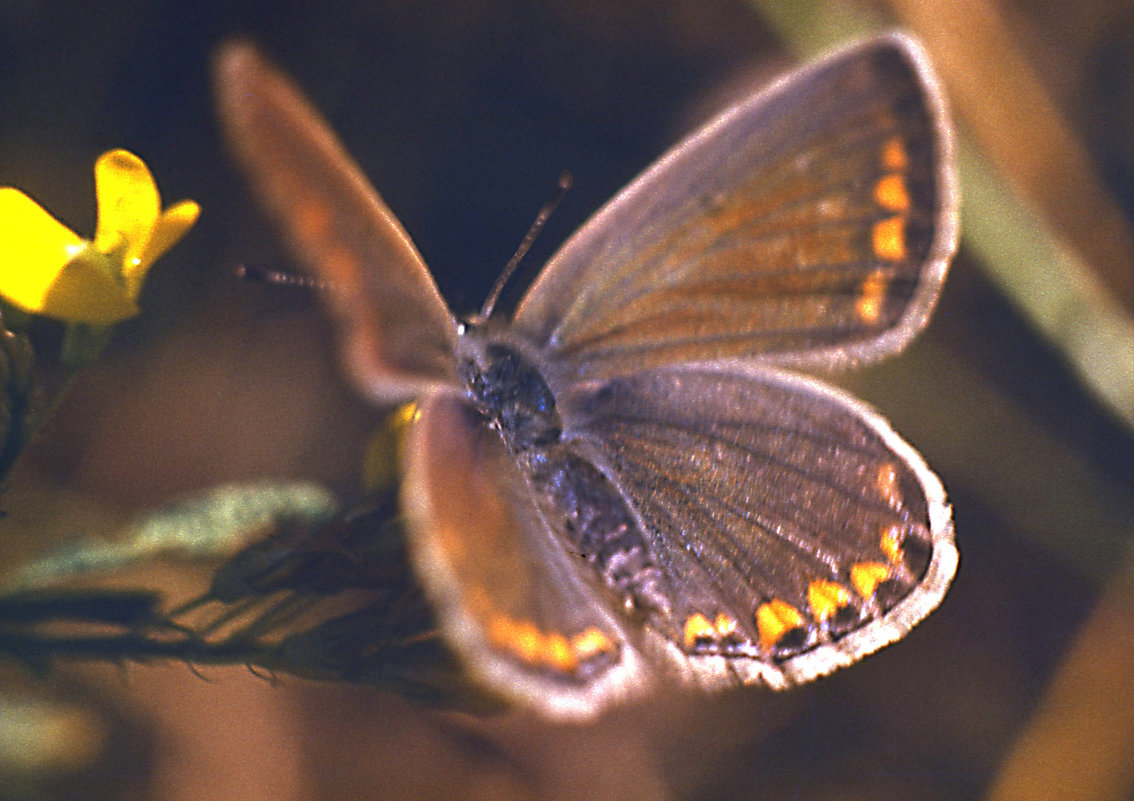 Бабочка Голубянка Икар (Polyommatus icarus), самка. - Генрих Сидоренко