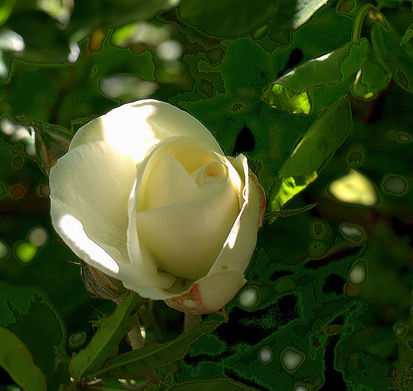 Белая роза - Алла Шапошникова