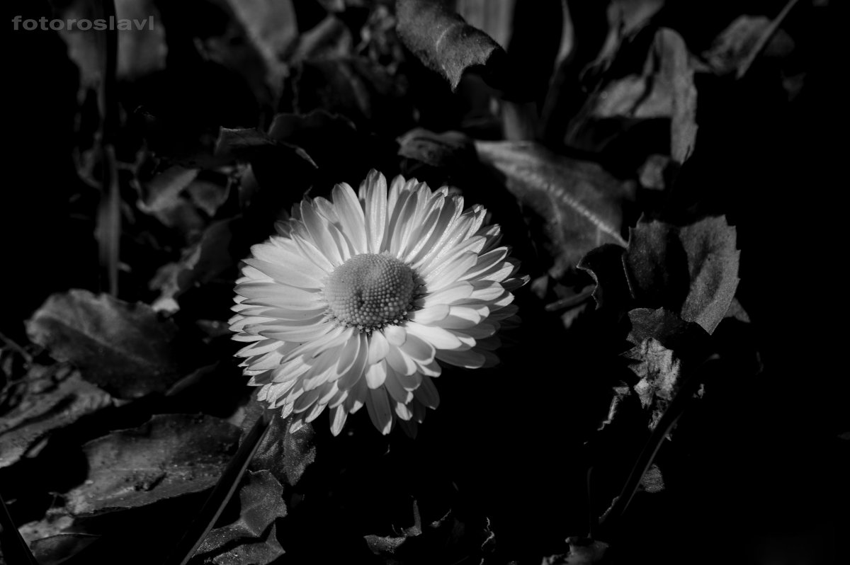 Чёрно белый цветок - Павел Данилевский