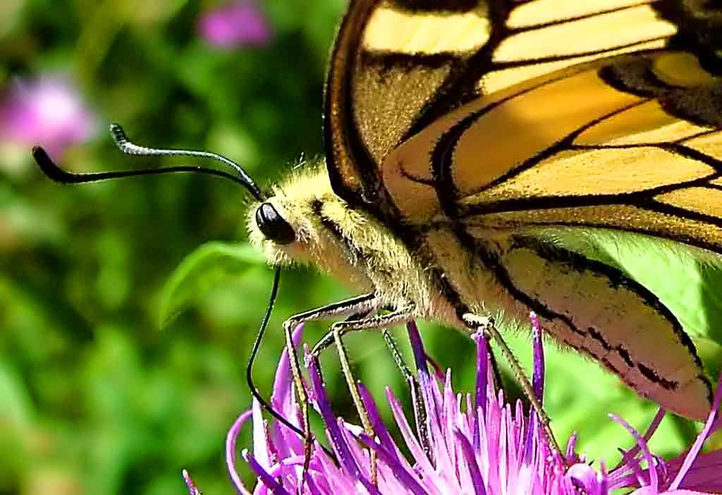 Бабочка Махаон  (Papilio machaon L.) - Генрих Сидоренко