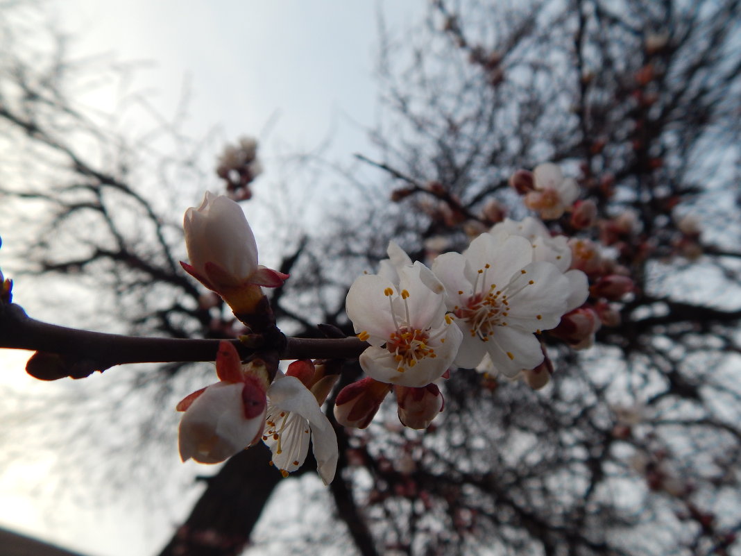 абрикосовые цветочки - Дарья Неживая