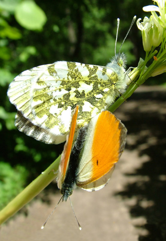Бабочка Зорька (Anthocharis cardamines L.) - Генрих Сидоренко