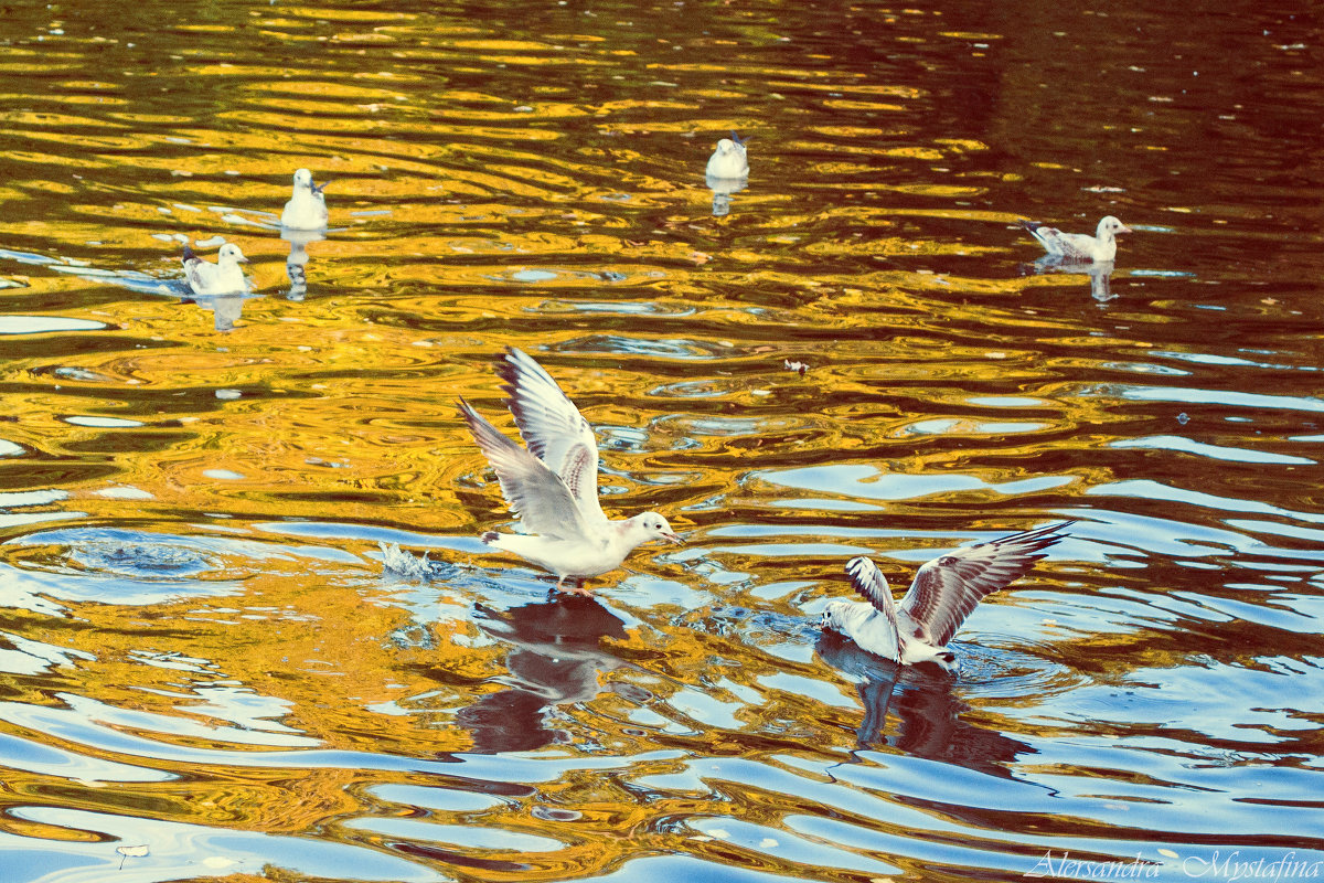 чайки в осеннем пруду - Александра Мустафина