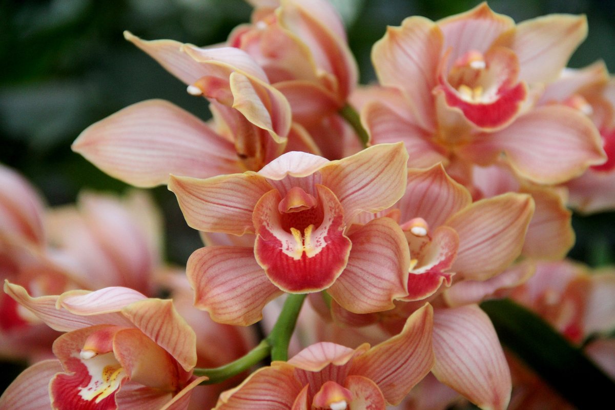 Симфония орхидей - Виктория 