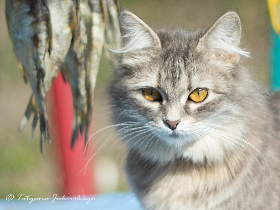 Кошка которая не любит рыбку) - Татьяна Жуковская