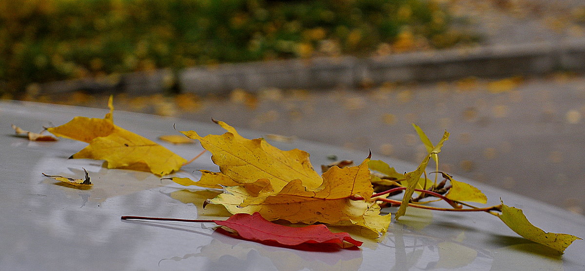 Осень, осень, ну давай у листьев спросим ... - Ольга Винницкая (Olenka)