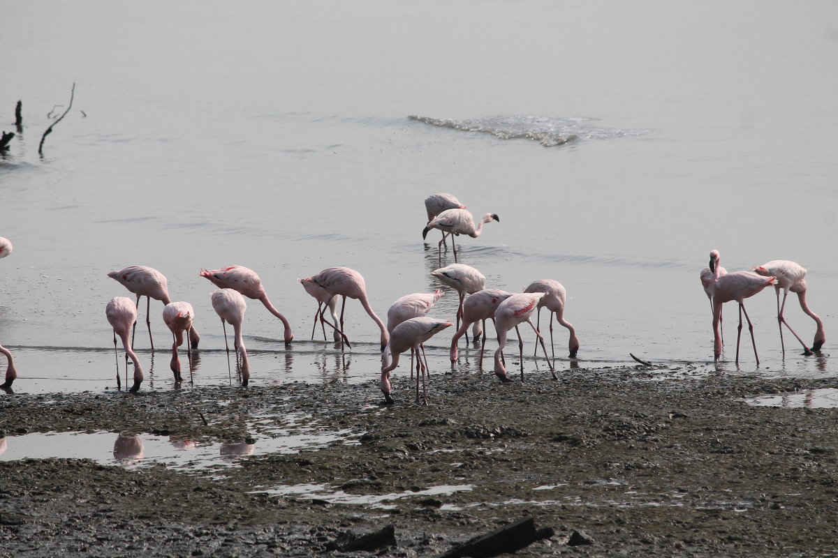 Мумбай Розовые фламинго. - maikl falkon 