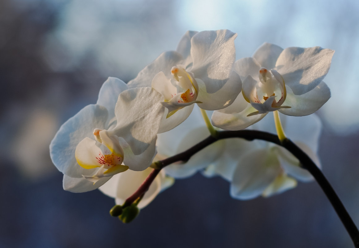 Очарование белых цветов - Екатерина Голубкова