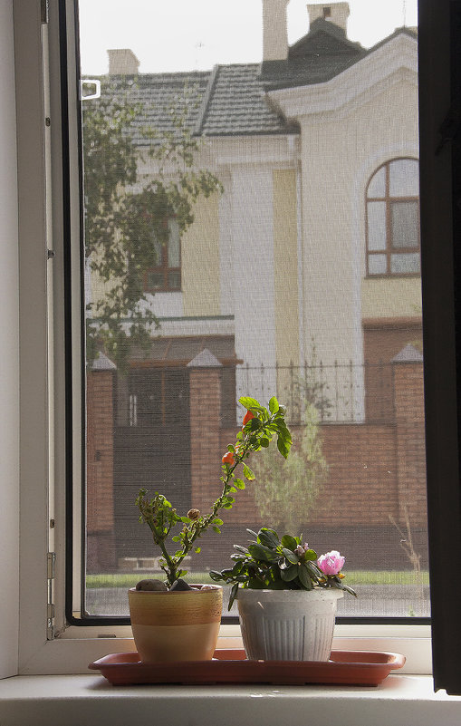 Серия - Окна. Цветы на окне.... - Лилия *
