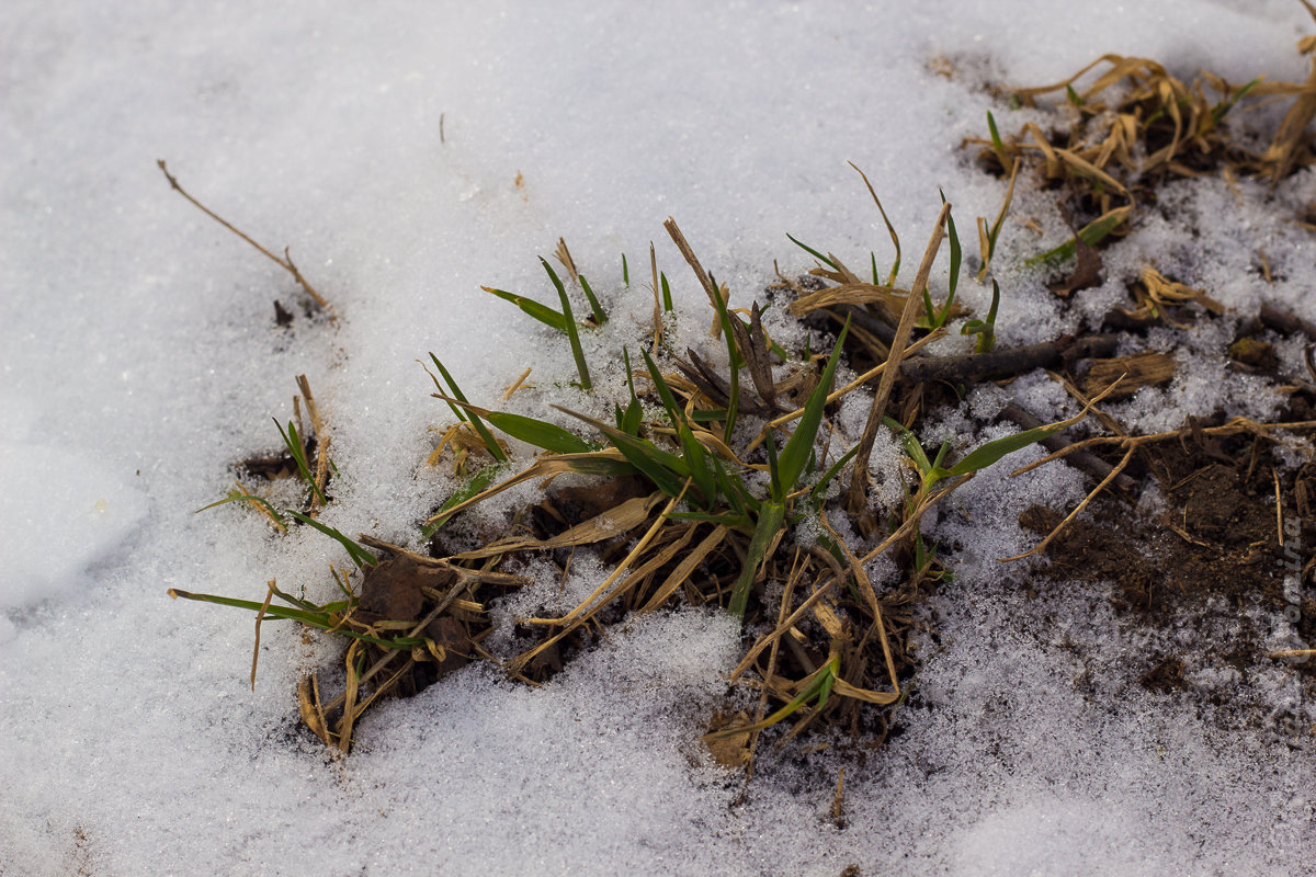 Трава на снегу - Светлана Фомина