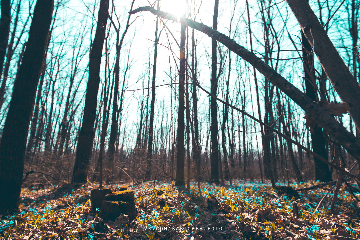 first flowers in forest - Сергей Бабичев