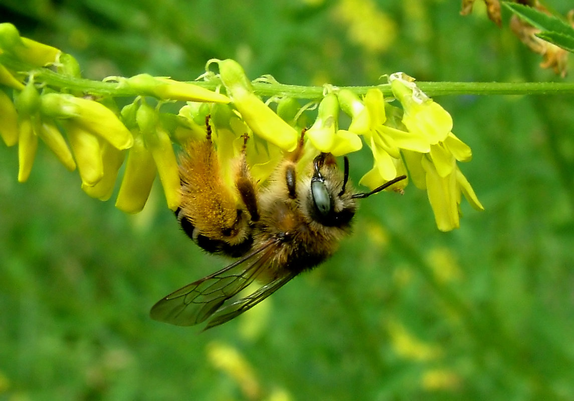 Пчёлка с пыльцой - Генрих Сидоренко
