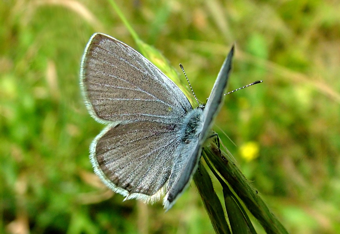 Бабочка Голубянка серебристая (Poliommetus coridon PODA) - Генрих Сидоренко
