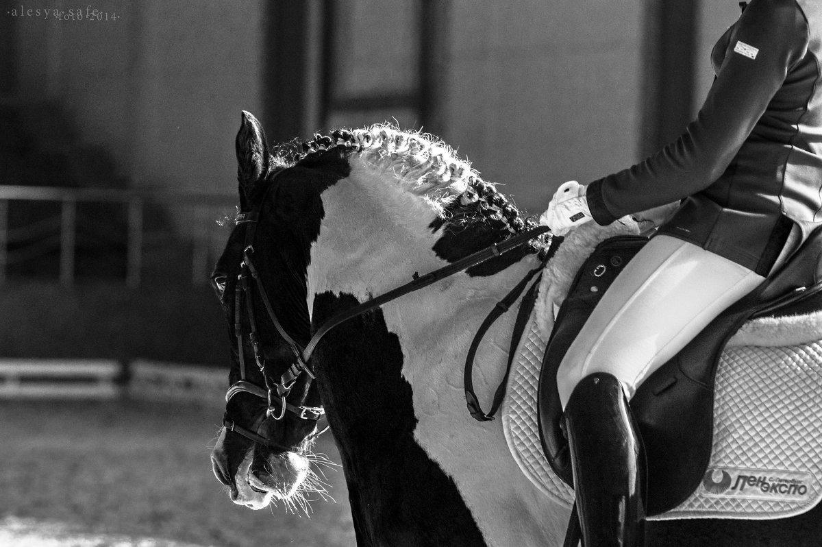 Когда приходишь к лошадям, оставляй свои бытовые проблемы за порогом конюшни. - Alesya Safe