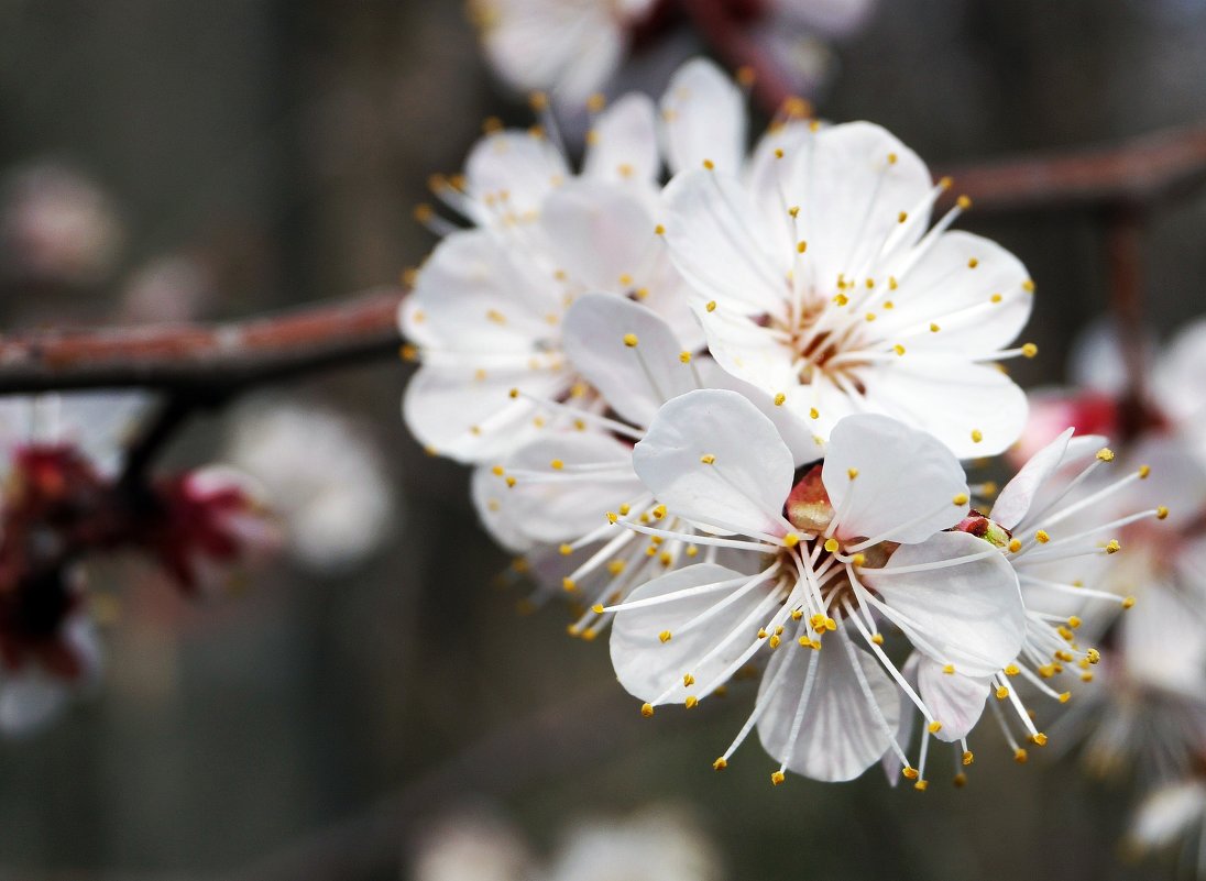 весенние цветы - валентин яблонский