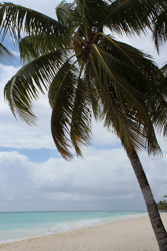 Карибская пальма - Сергей 