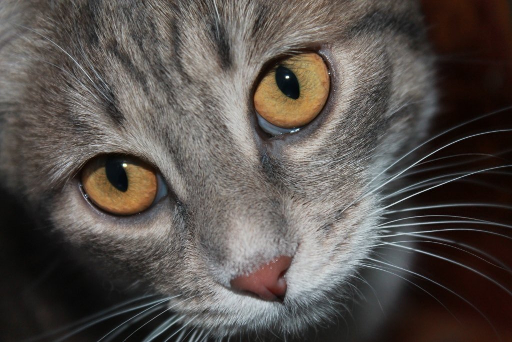 глаза моей кошки - NюRа;-) Ковылина
