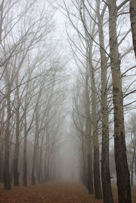 Осенний  туман .   п  Усть - Абакан - Виктор 