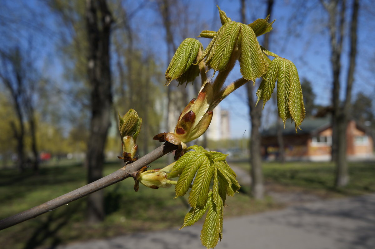 весна пришла - юрий 