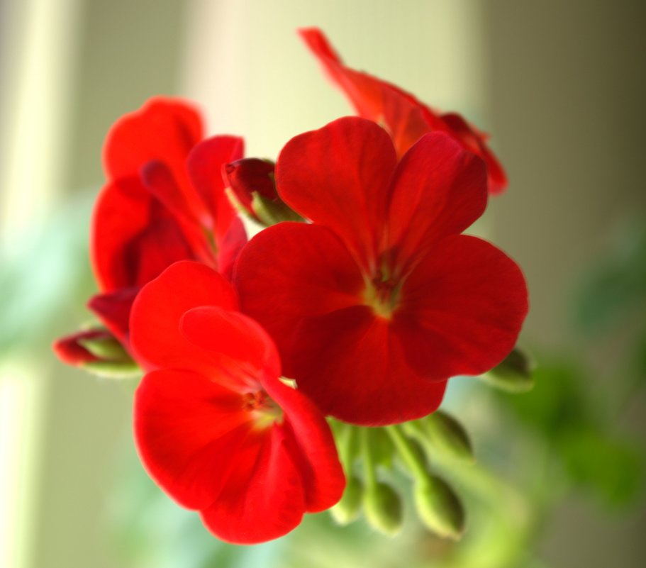 цветы на окне - Дмитрий Полосков