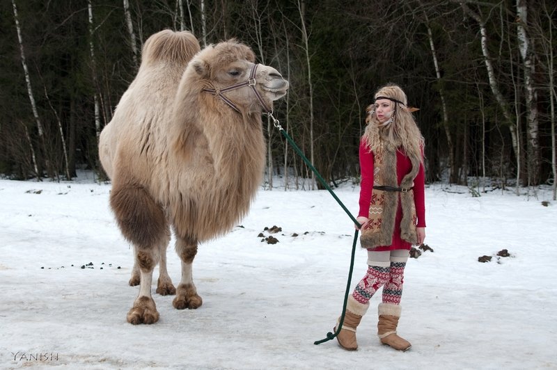 Девушка с верблюдом - Янина Ермакова