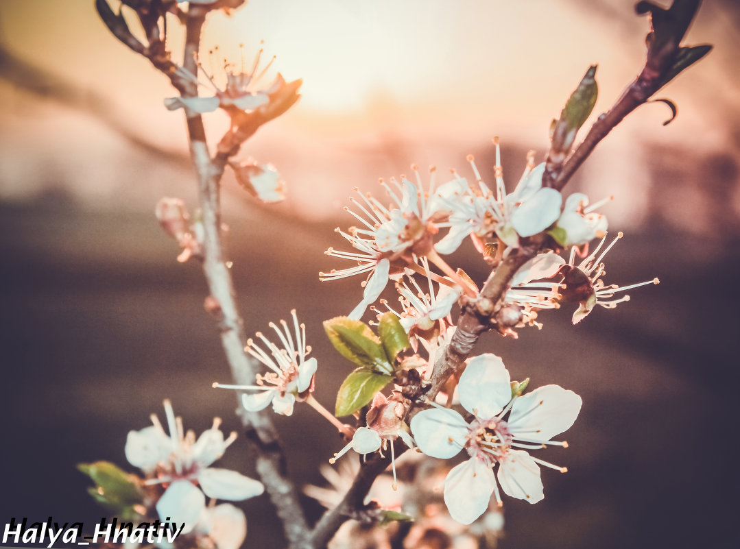 весняний цвіт - Halyna Hnativ