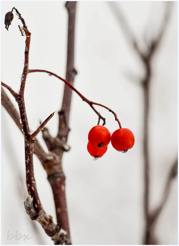 Осенние ягоды - Василий Хорошев