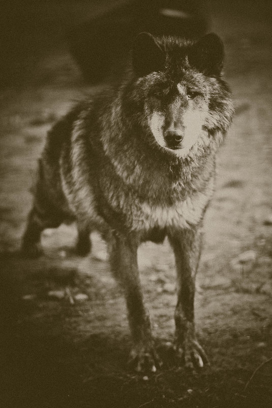 волк - Константин Король