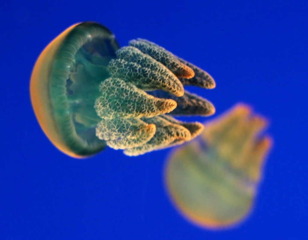 Сияние медуз - Любовь Стаценко