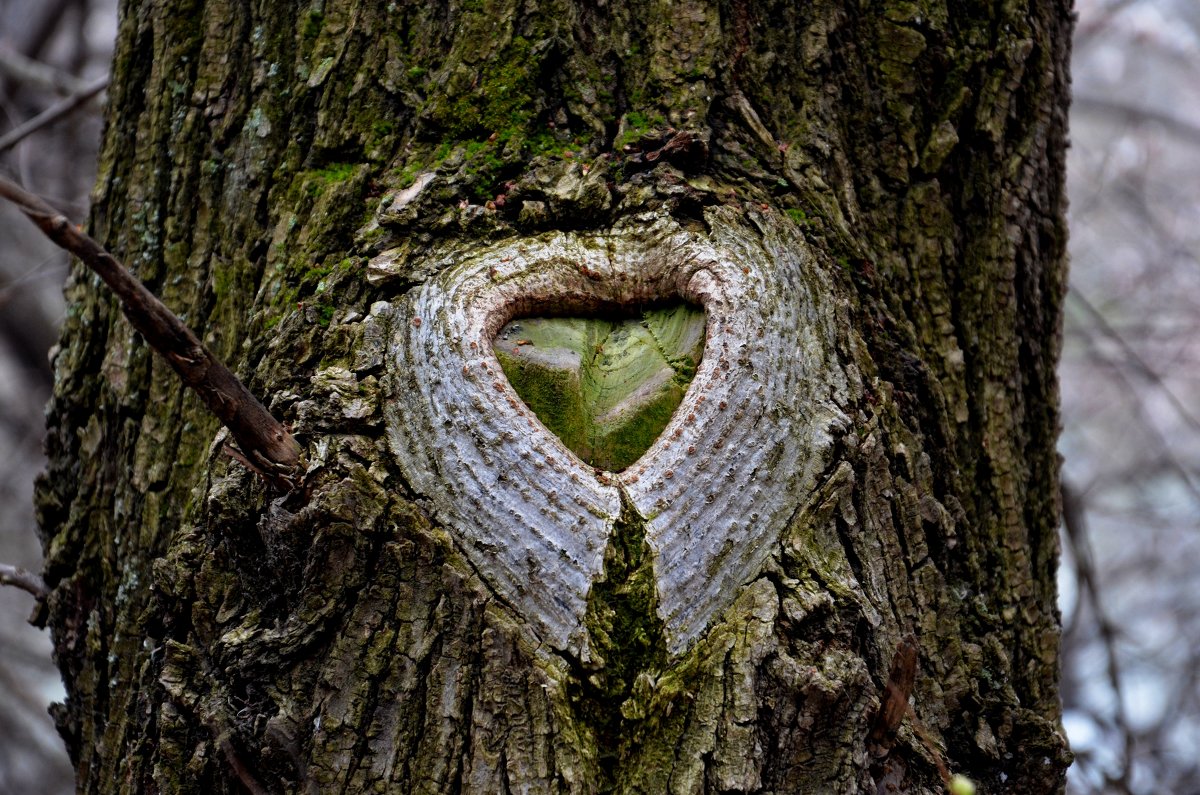 Дерево с сердечком - Юлия 