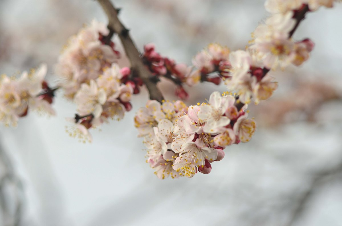 Весна пришла - fotomaf photorpher