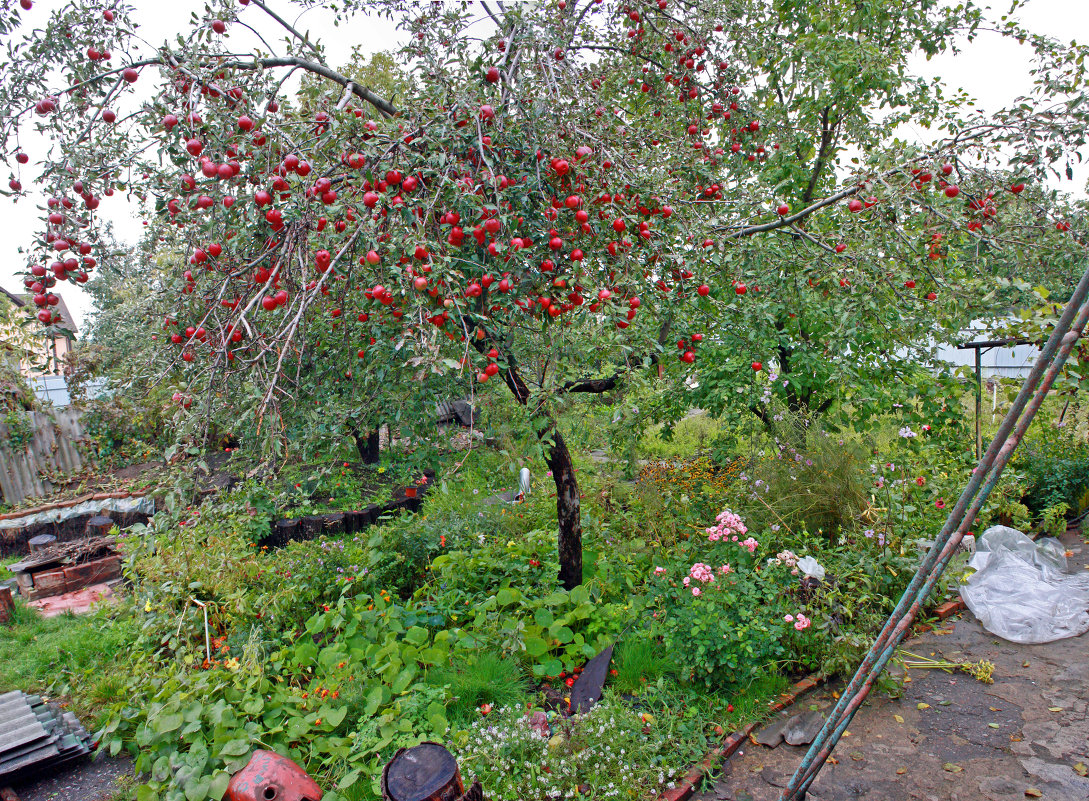 Урожай 2013 - Юлия Талалай