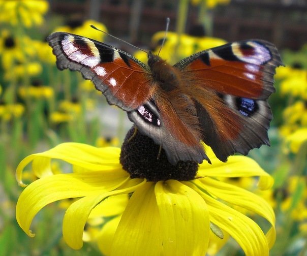 Бабочка на цветке - Анюта Румянцева