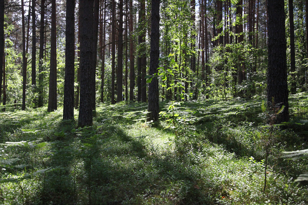 В сосновом лесу - Наталья 