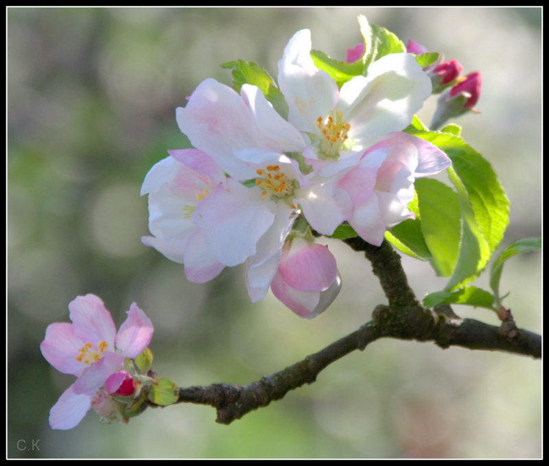 "..яблони в цвету,какое чудо..." - Сергей Короленко 