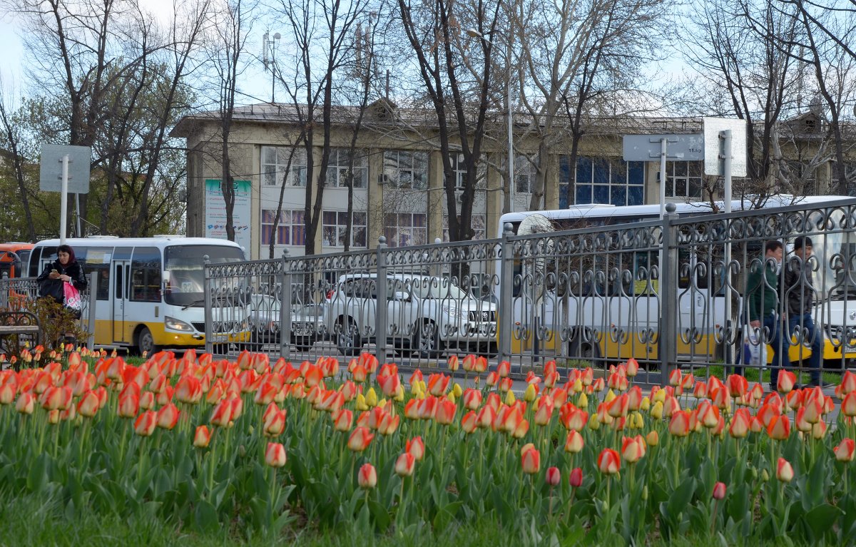 Тюльпаны в городе - Александр Грищенко