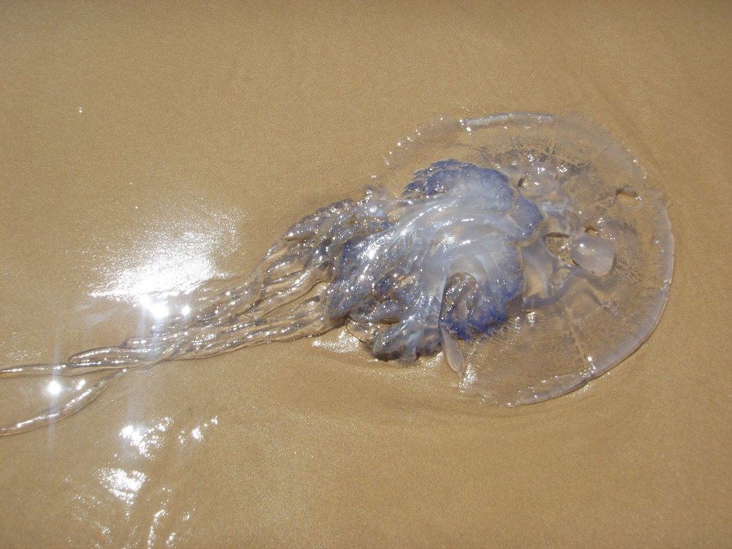 медуза - olita 
