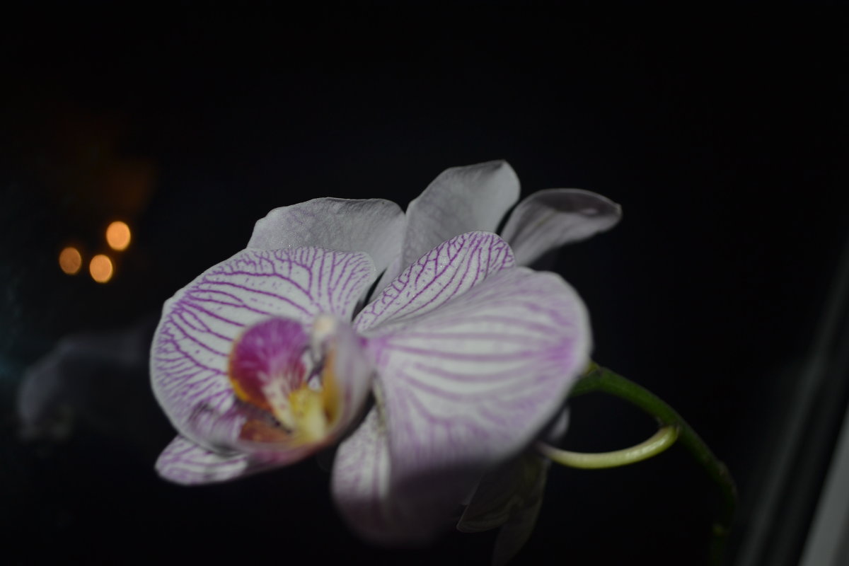 Орхидеи - Алина 