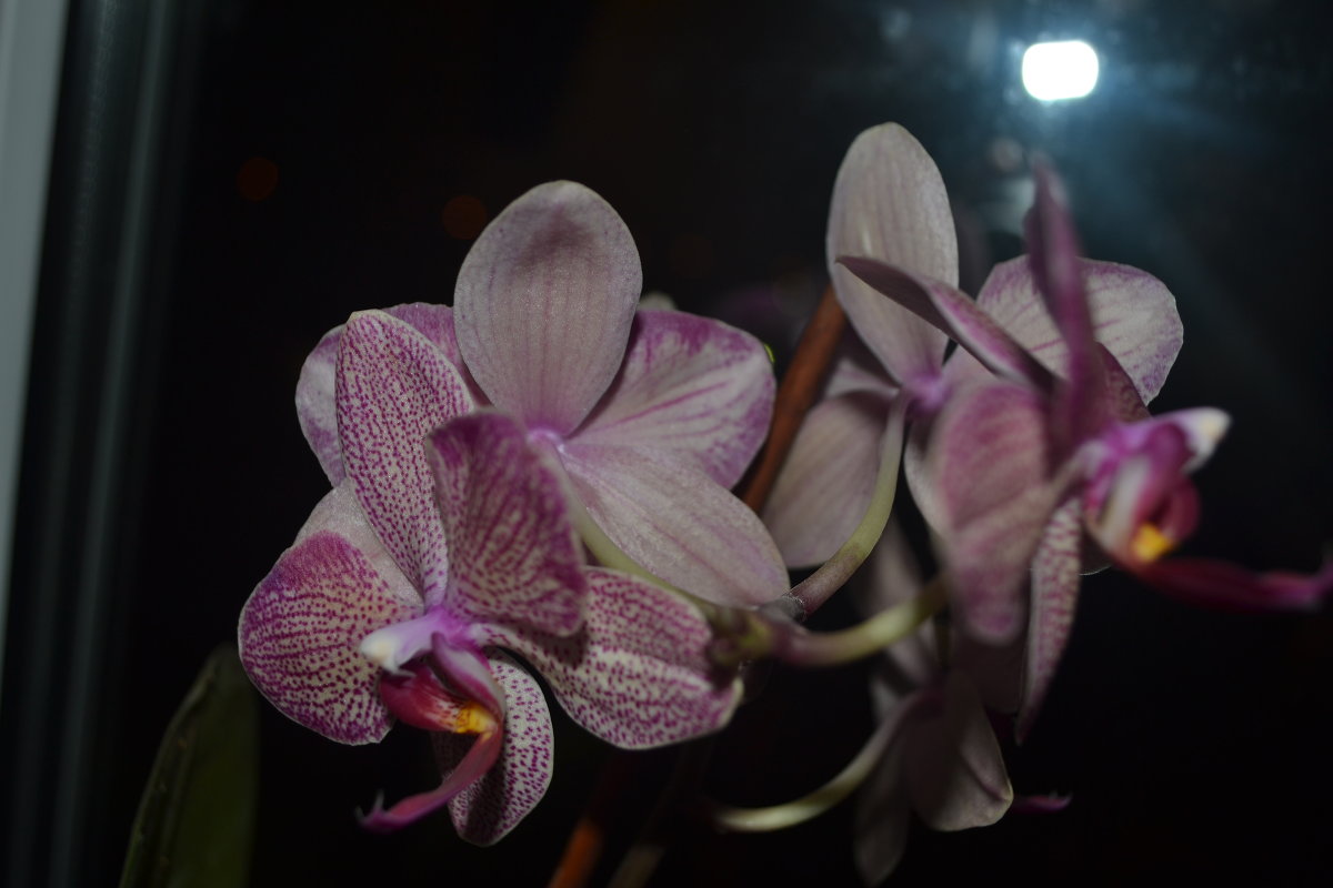 Орхидеи1 - Алина 