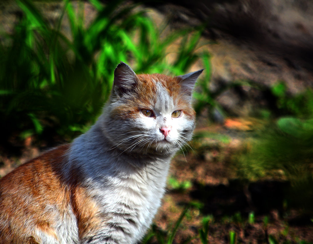 Грязный дворовый котяра вышел на весеннюю тропу - Alexei Kopeliovich