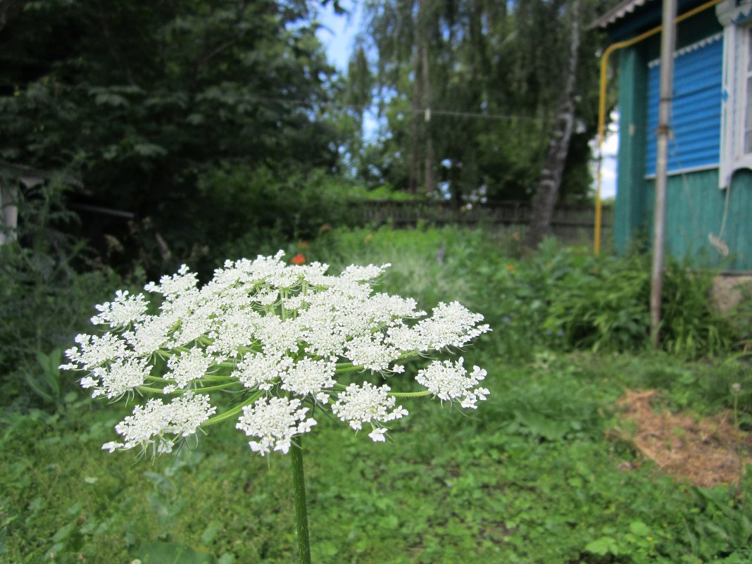 белый цветочек - Сергей 