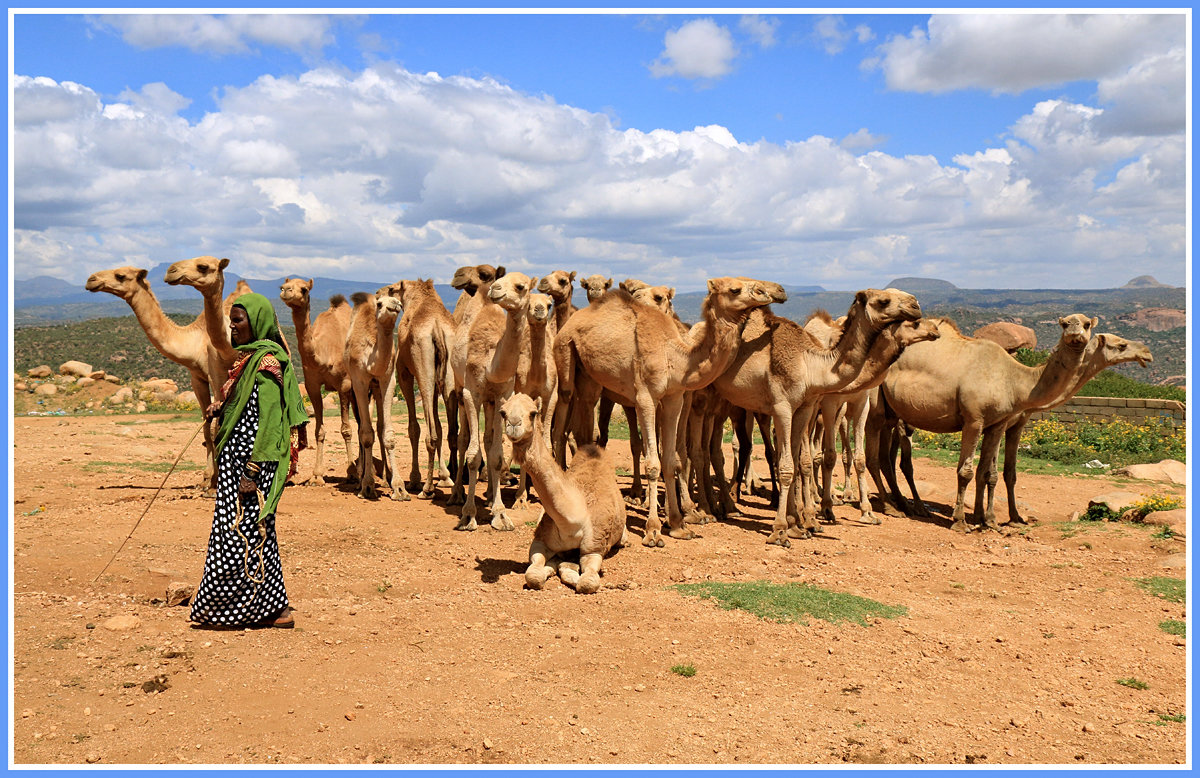 Эфиопская пастушка - Евгений Печенин