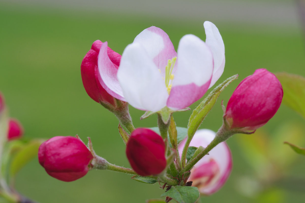 sakura - Roman Globa